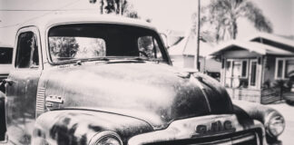 Animals being used as part of medical therapy